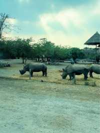 ⭐️亞洲最大動物園～Safari World