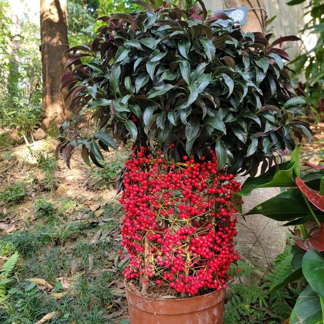 「回歸紀念塔」前的繡球花海🌺🪻🌸🪷
