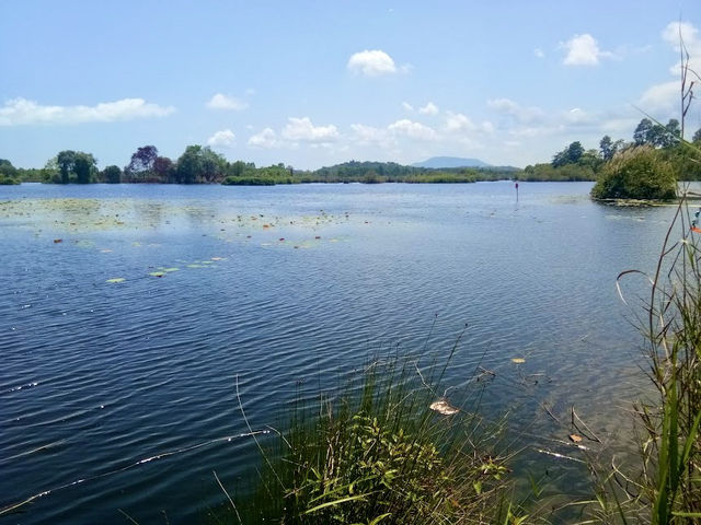 พายเรือคายัค ชมป่าเสม็ดโบราณ ที่สวนพฤกษศาสตร์ระยอง
