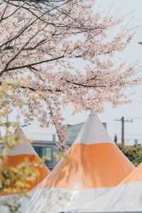 제주 벚꽃 명소 '전농로'