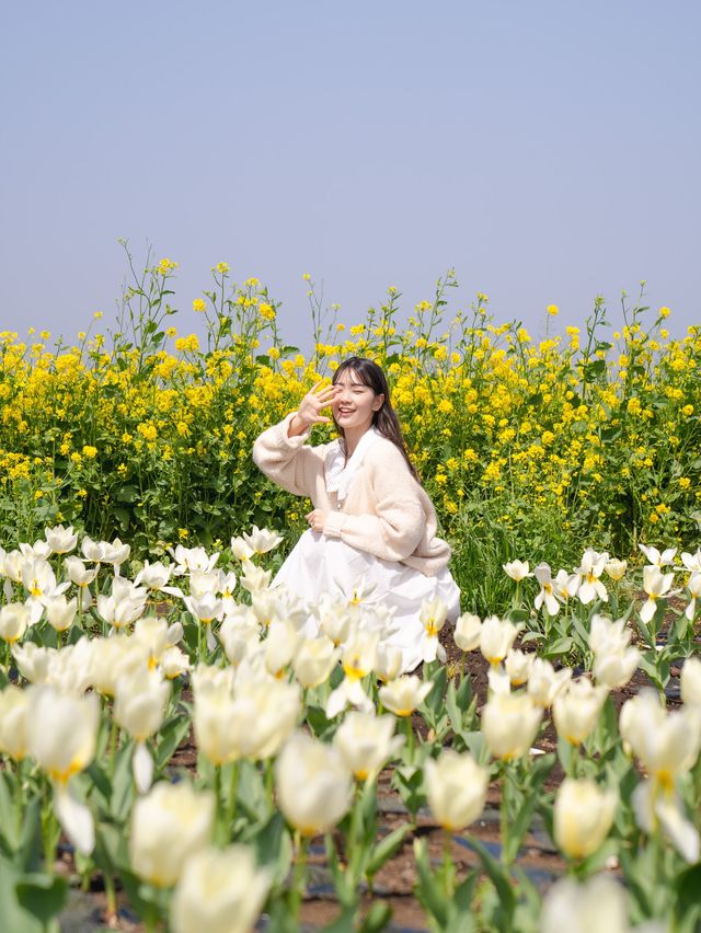 보롬왓의 바람의정원에는 알록달록한 튤립들이 가득!