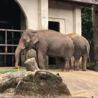 台北市動物園半日遊🐘🦓🐪🦦🦥