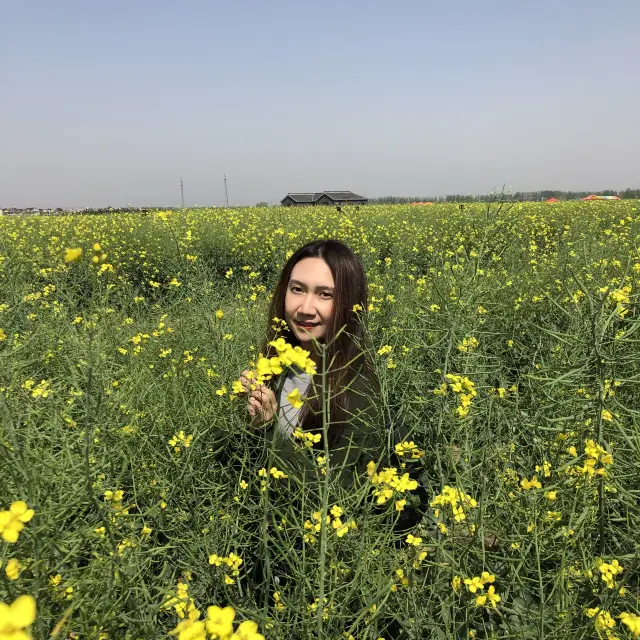 江蘇花海 油菜花田