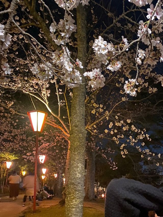 【兵庫・加古川】日岡山公園🌸