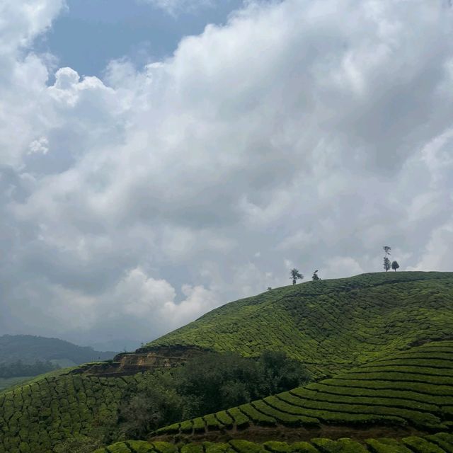 Munnar - Switzerland of India 🇮🇳 