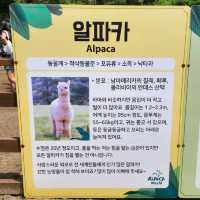 Have you walk an Alpaca?
