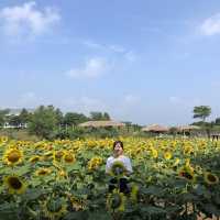 제주 해바라기 농장 ‘김경숙해바라기농장’