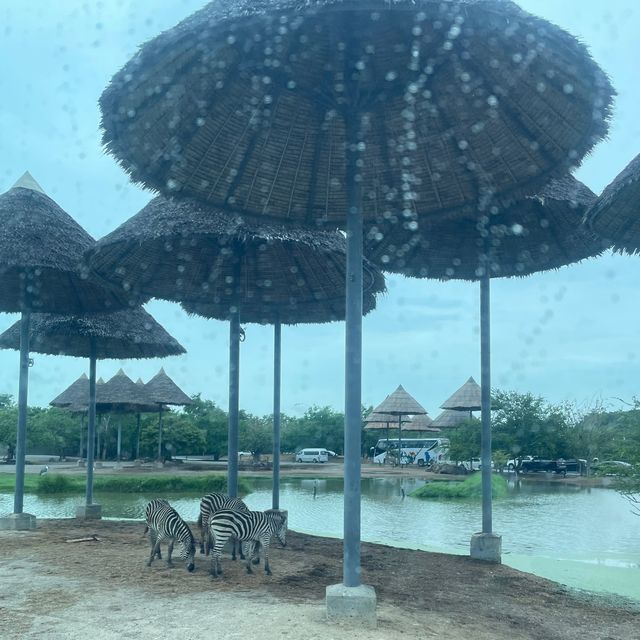 🇹🇭泰國曼谷| Safari World親子遊好去處