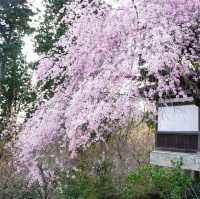 Takao Mountain
