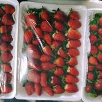 Cameron Highlands Strawberry Farm