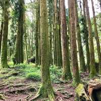 The Gorgeous Alishan Nature Reserve