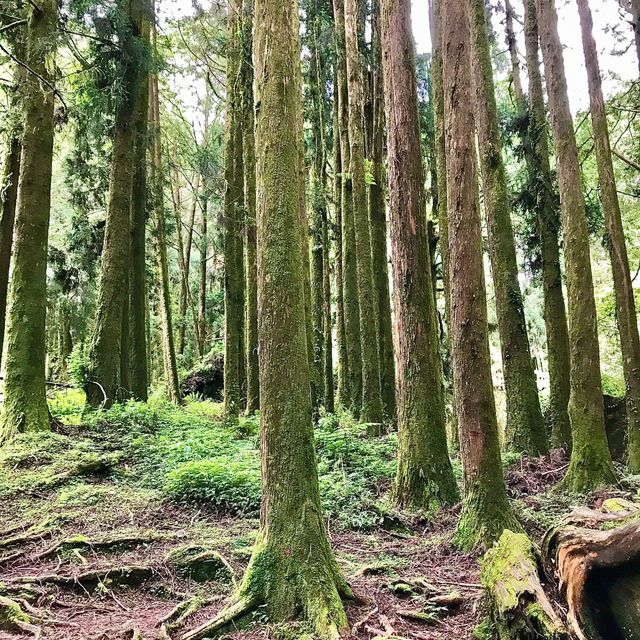 The Gorgeous Alishan Nature Reserve