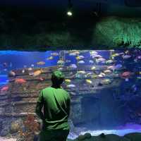 A Mesmerizing Underwater Adventure