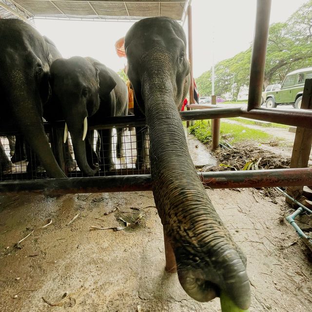 วังช้างอยุธยา แล เพนียด (ปางช้างอยุธยา แล เพนียด)