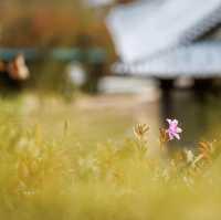 Beautiful Autumn View of Boeun Miniature Park