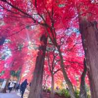 Nagano Autumn Trip last year 