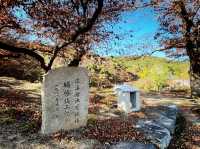 韓國大邱 村口四百年靈槐樹的文化遺產 漆谷村