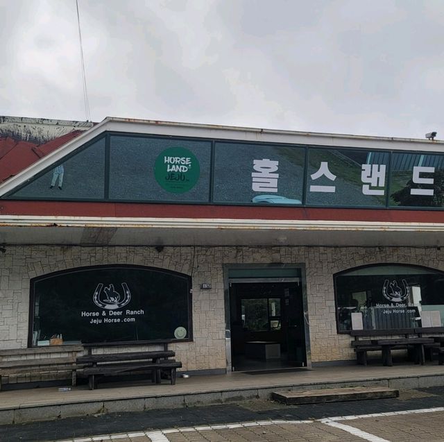제주는 말이죠?! 🐎풍경을 즐기며 말을타보자 어승생승마장