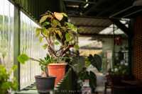 บ้านใบ Cafe Homemade ทำด้วย HeartMade
