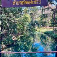 สวนรุกขชาติมวกเหล็ก Muak Lek Arboretum 