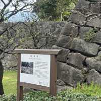 imperial palace garden - free sakura views 