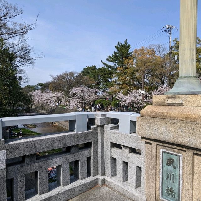 【電車と桜の夙川】近所の方もオススメの夙川駅！