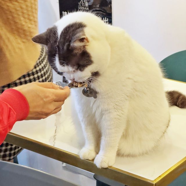 高質😋抵食🐈貓Cafe