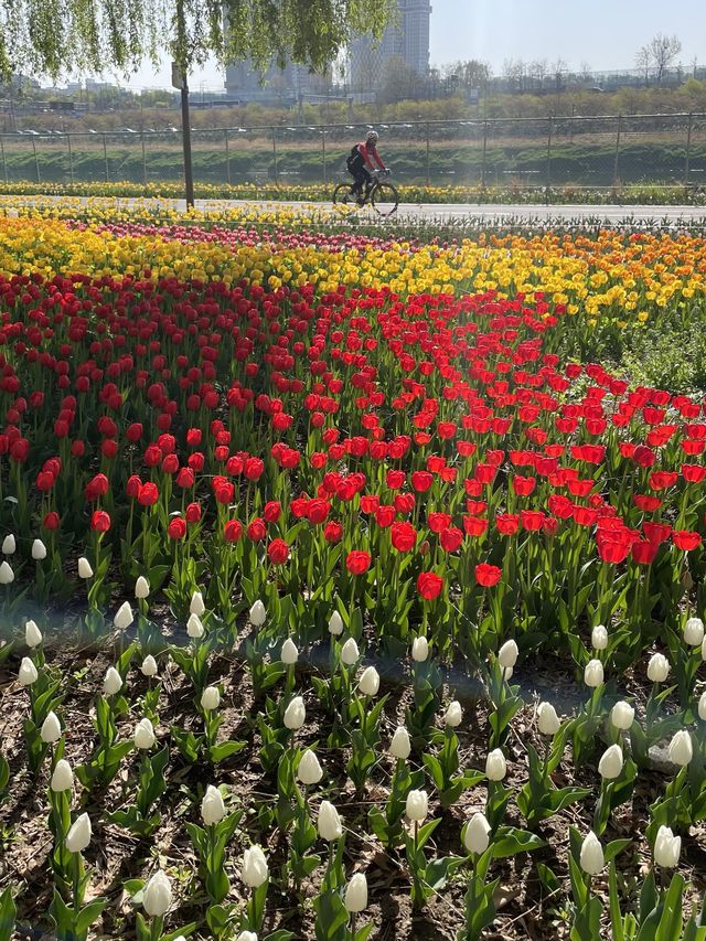 성동구 숨은 벚꽃 명소 공유〰용비교🌷