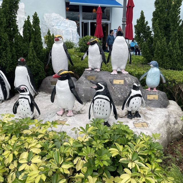去邊去玩？🤣來香港Ocean Park。
