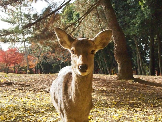 黃色的秋葉🍂 東大寺