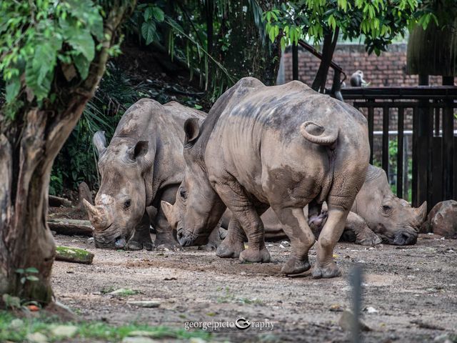 Zoo Negara@Kuala Lumpur, Malaysia