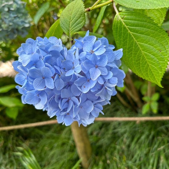 【 神奈川 / 鎌倉 】一回では見切れないほどの花の寺🌸