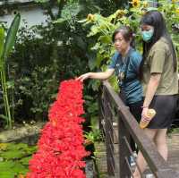 Butterfly Farm