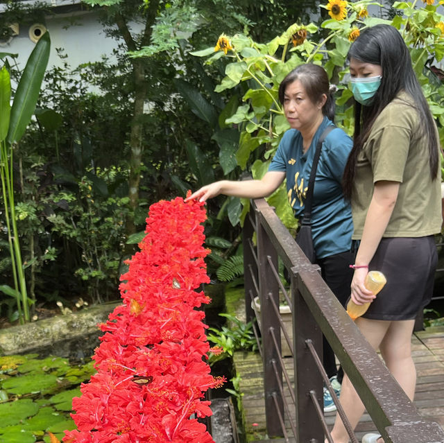 Butterfly Farm