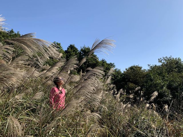 馬鞍山上尋奇石賞芒草 嘆西貢咖啡
