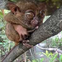 菲律賓國寶眼鏡猴