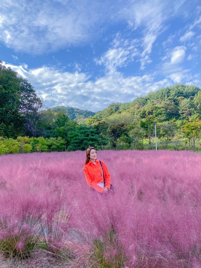 서울 근교 핑크뮬리 명소 🌸평강랜드