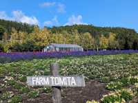 Tomita Farm in Furano