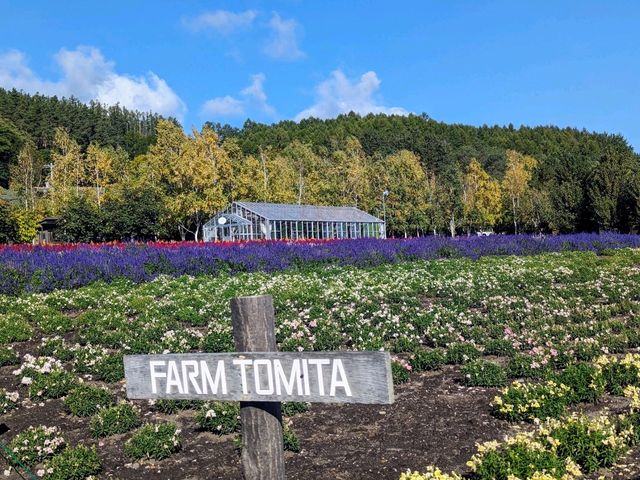 Tomita Farm in Furano