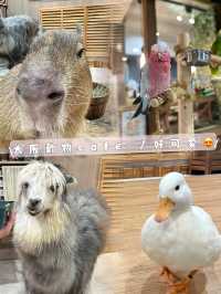 水豚、草泥馬、鴨子、鸚鵡⋯動物愛好者天堂! cafe Animeal