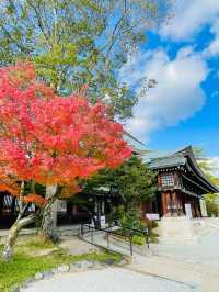 【奈良県/橿原神宮】2023年行ってよかった！奈良県の神社①