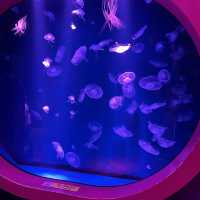 Sealife@Malaysia learning journey for kids