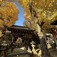 兩個東京巿區隱敞超美銀杏神社