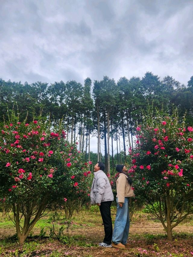 🌺동백의 계절, 제주여행 동백꽃 포토스팟 추천!!!!!🌺