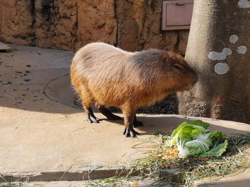 Capybara  Alexandria Zoo
