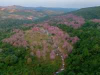 ซากุระเมืองไทย หนึ่งปีมีครั้งเดียว