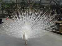 Kakegawa Bird Park