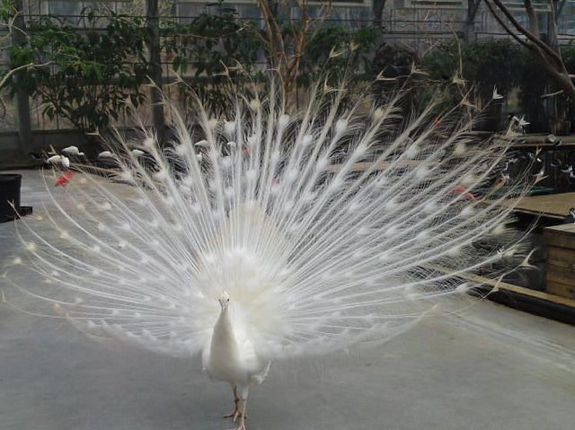 Kakegawa Bird Park