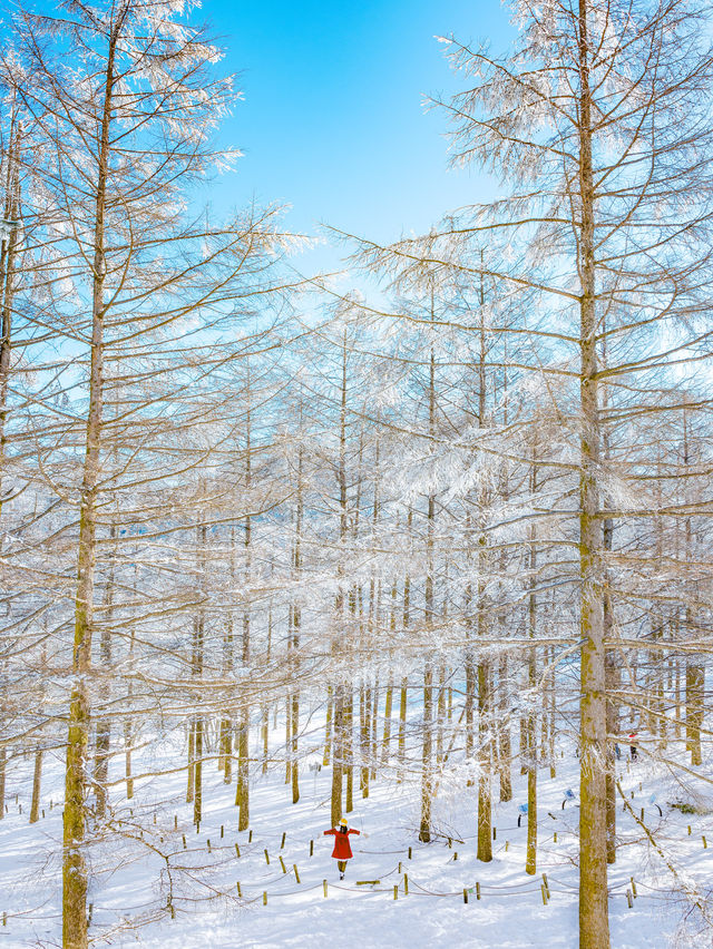 차타고 등산없이 눈꽃보는 만항재 ❄️