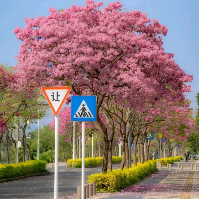 ✨深圳~公館南街~賞紫花風鈴木✨